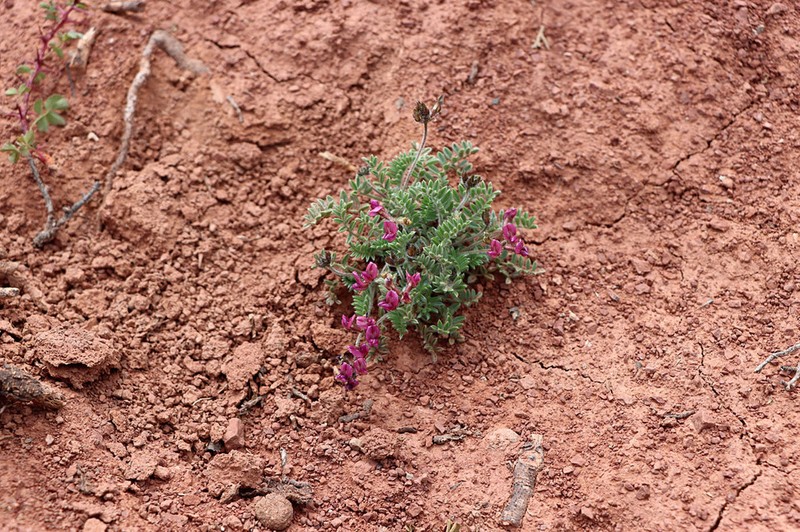 Oxytropis vvedenskyi photo 3
