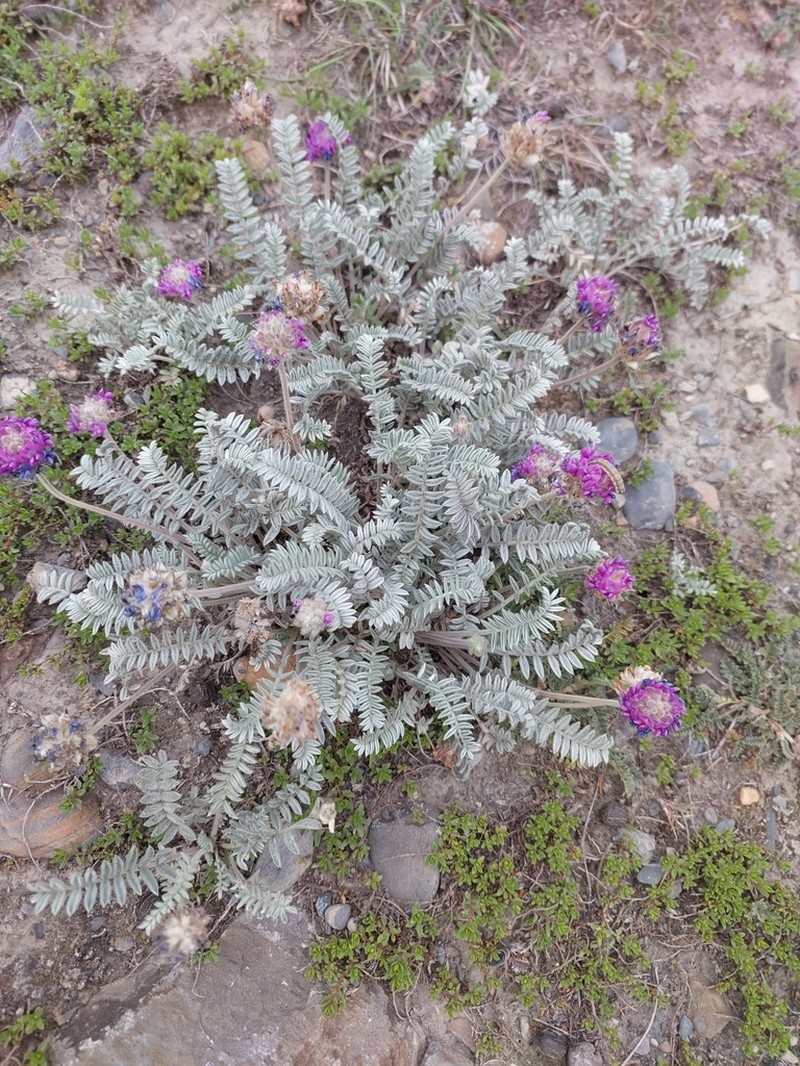 Oxytropis williamsii