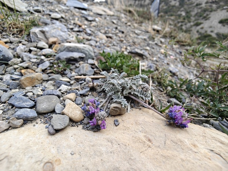 Oxytropis williamsii photo 2