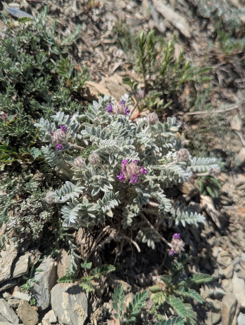 Oxytropis williamsii photo 3