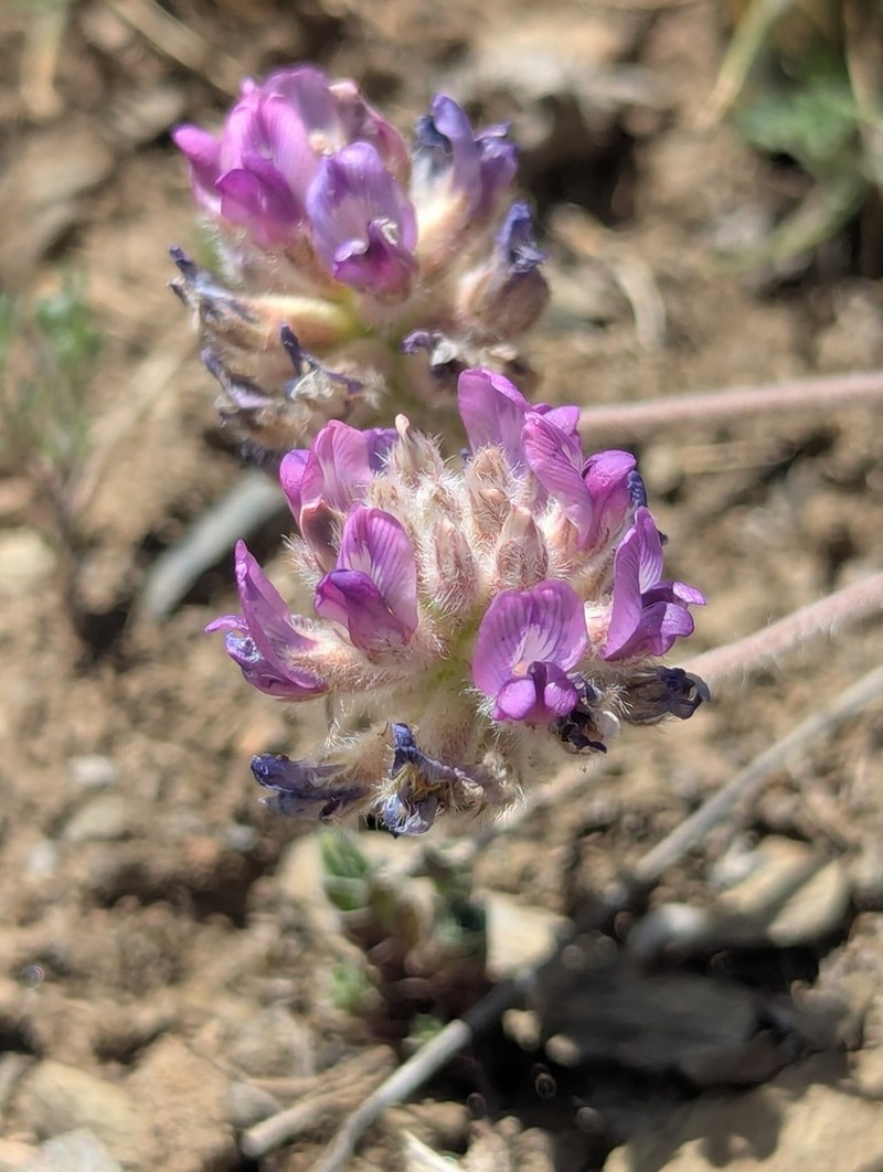 Oxytropis williamsii photo 4