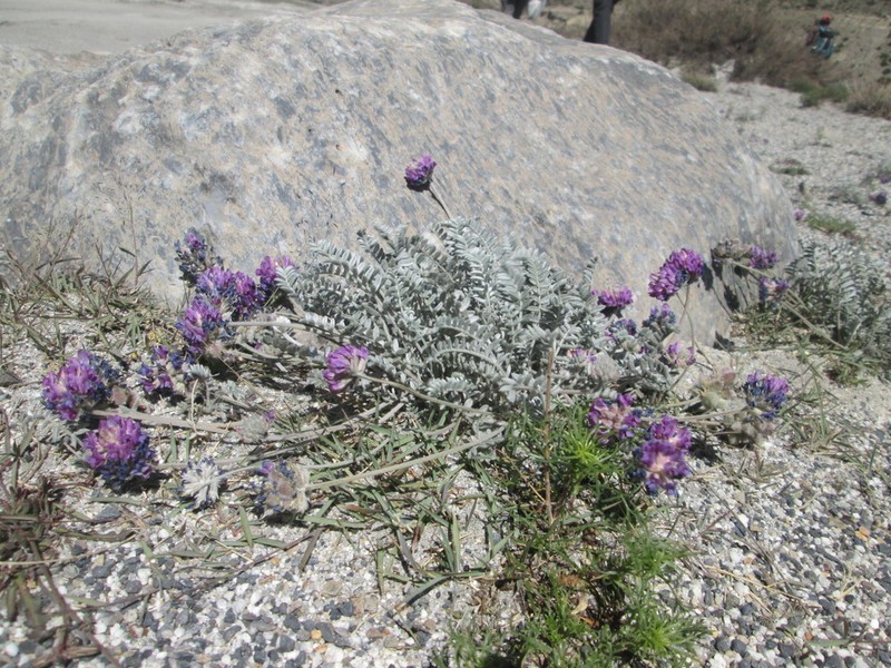 Oxytropis williamsii photo 5