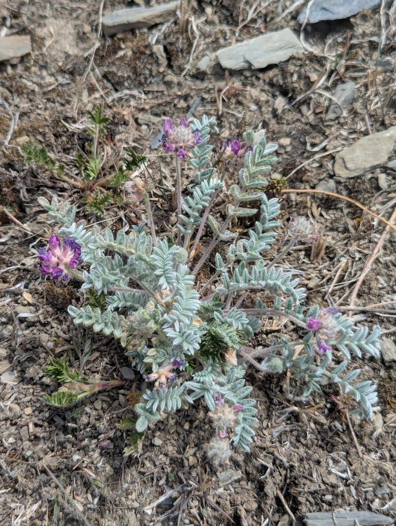 Oxytropis williamsii photo 6