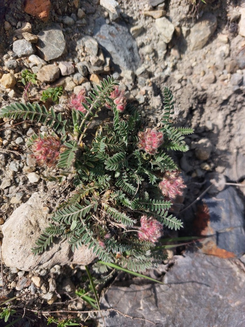 Oxytropis williamsii photo 7