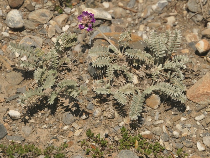 Oxytropis williamsii photo 8