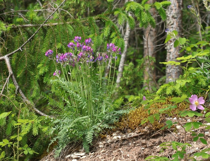 Oxytropis wologdensis
