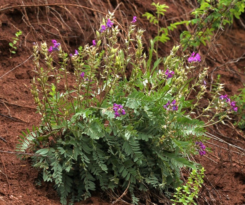 Oxytropis wologdensis photo 2