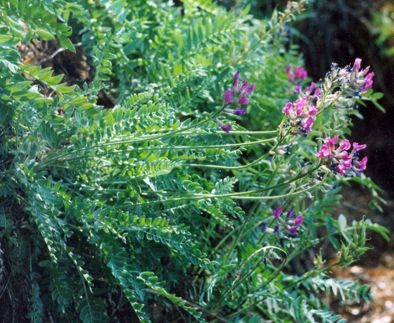 Oxytropis wologdensis photo 6