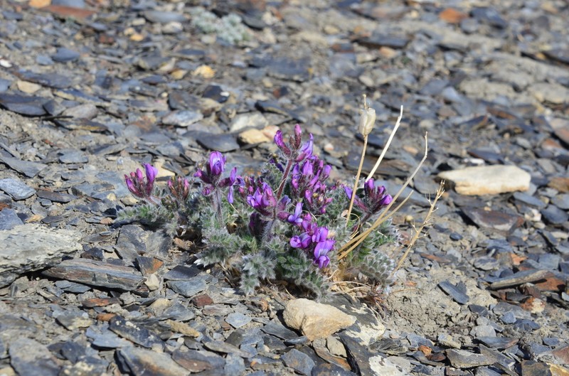 Oxytropis wrangelii