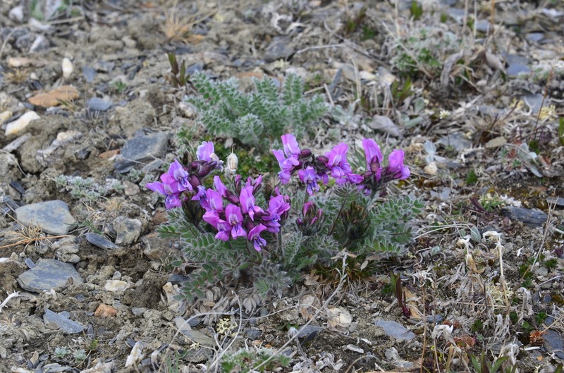Oxytropis wrangelii photo 2