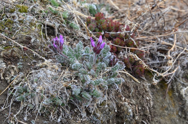 Oxytropis wrangelii photo 3