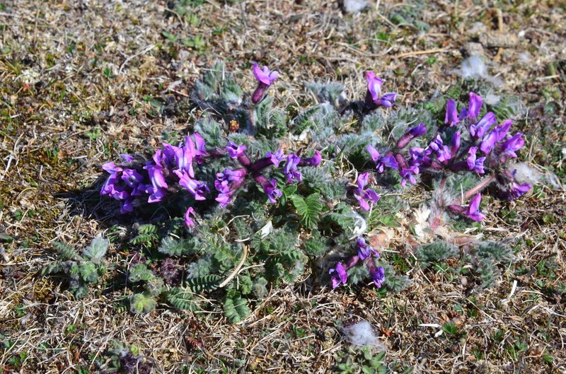 Oxytropis wrangelii photo 4