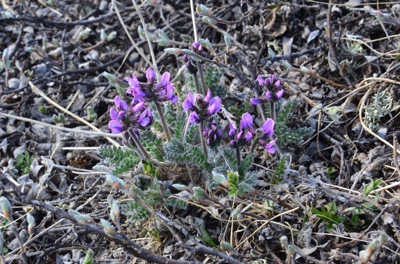 Oxytropis wrangelii photo 5