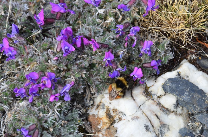 Oxytropis wrangelii photo 6