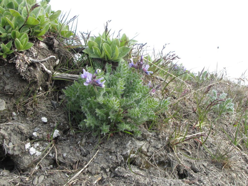 Oxytropis wrangelii photo 7
