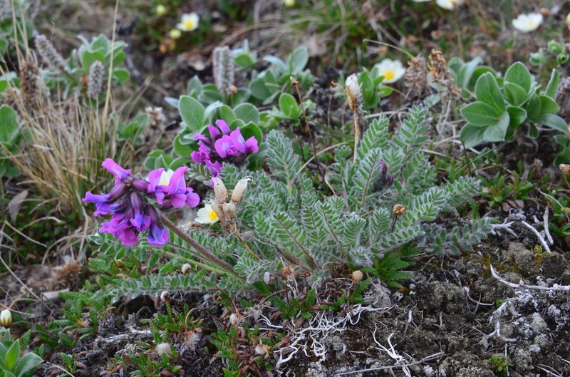 Oxytropis wrangelii photo 8