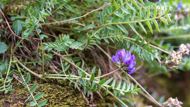 Oxytropis yunnanensis