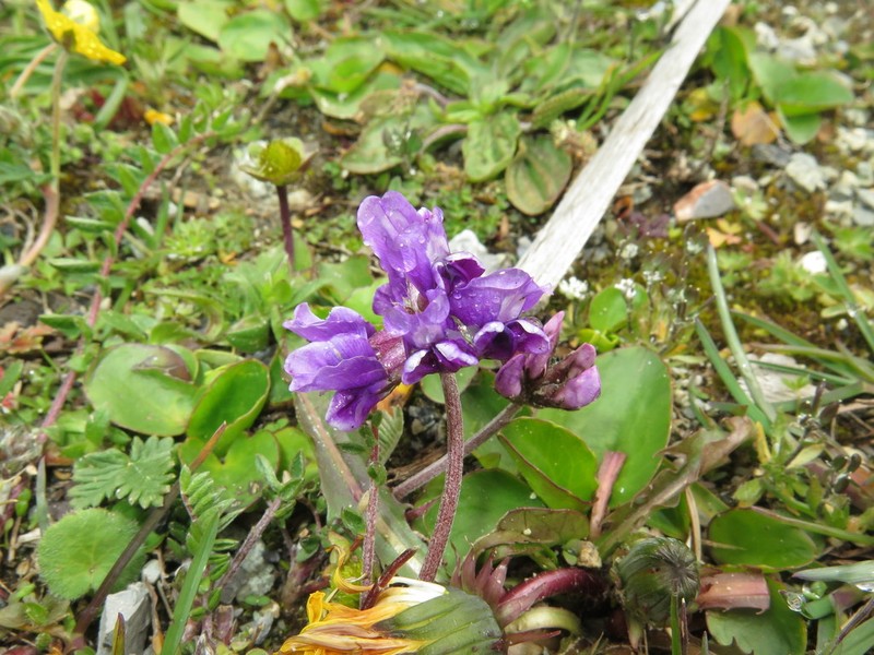 Oxytropis yunnanensis photo 2