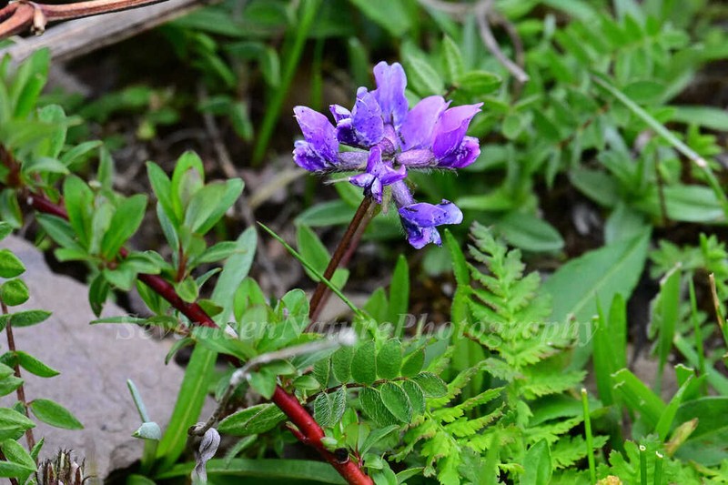 Oxytropis yunnanensis photo 3