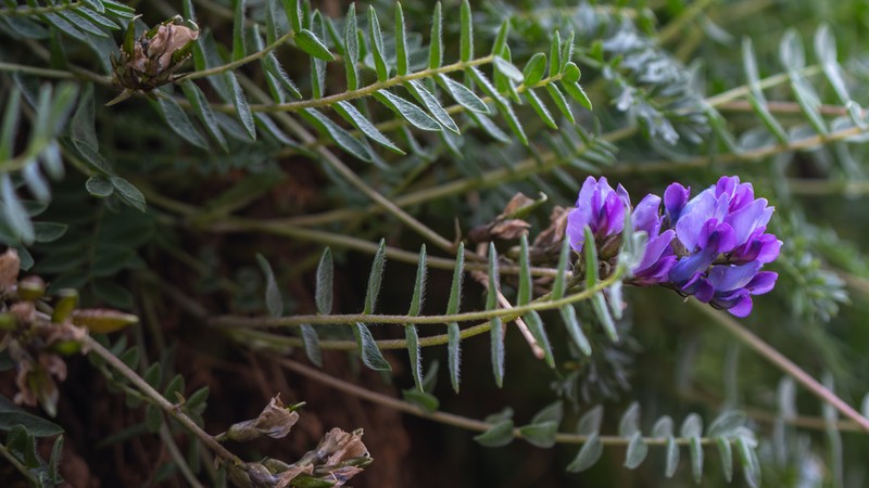 Oxytropis yunnanensis photo 4