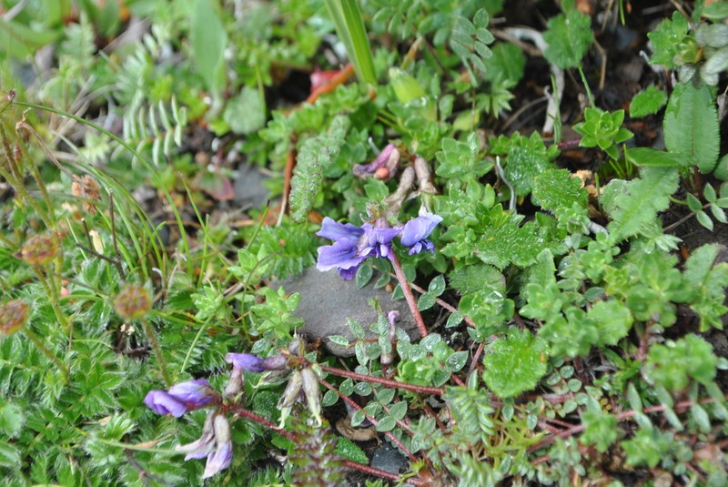 Oxytropis yunnanensis photo 6