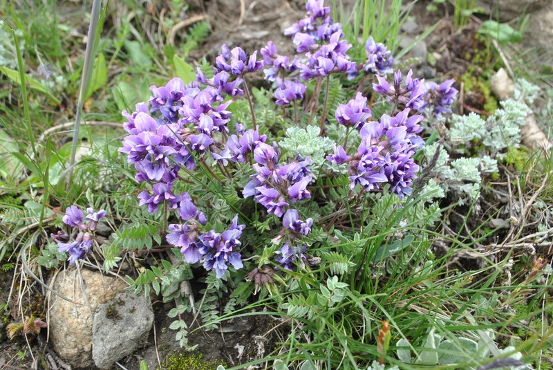 Oxytropis yunnanensis photo 7