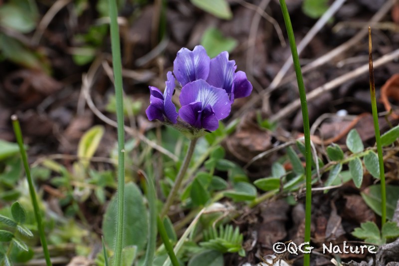 Oxytropis yunnanensis photo 8