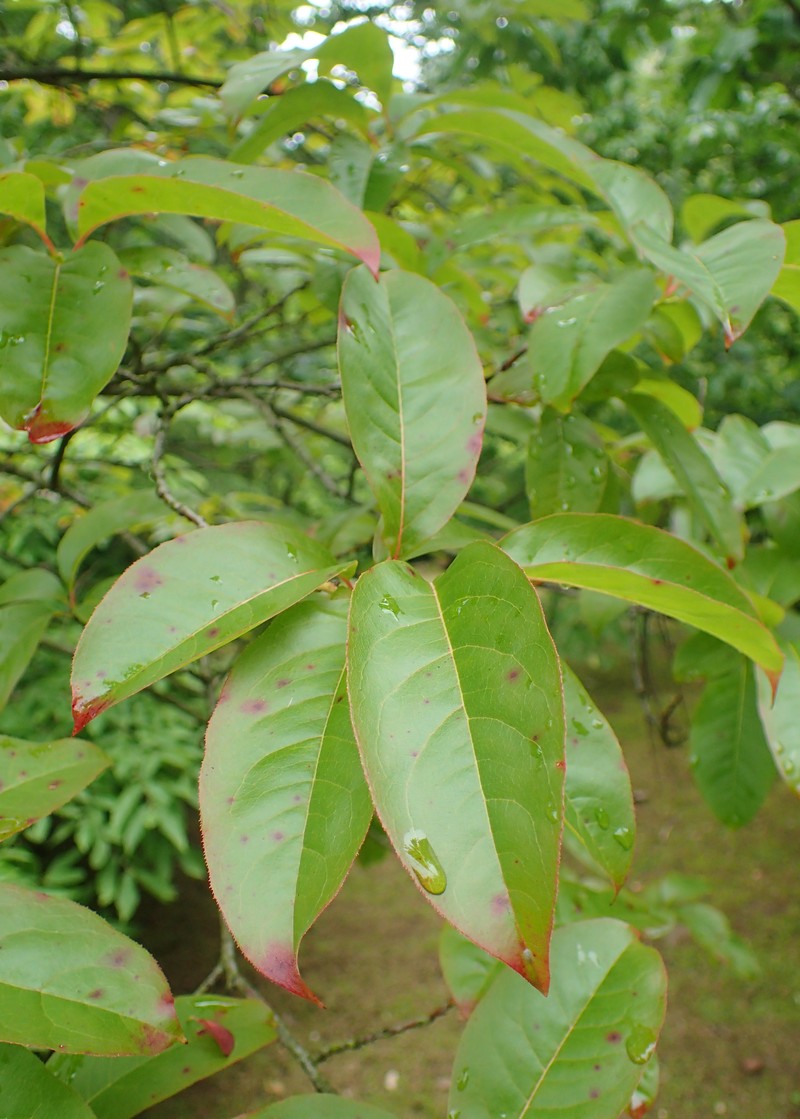 Sourwood photo 2