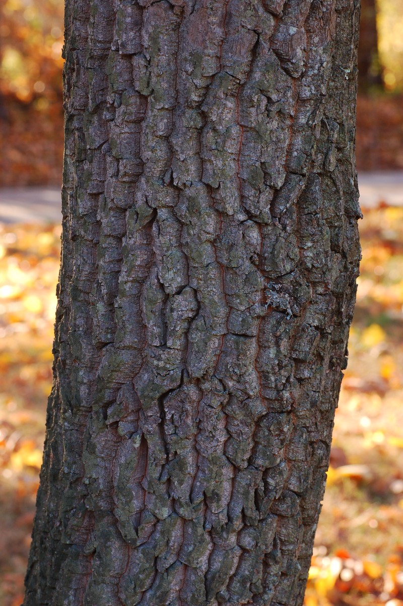Sourwood photo 3