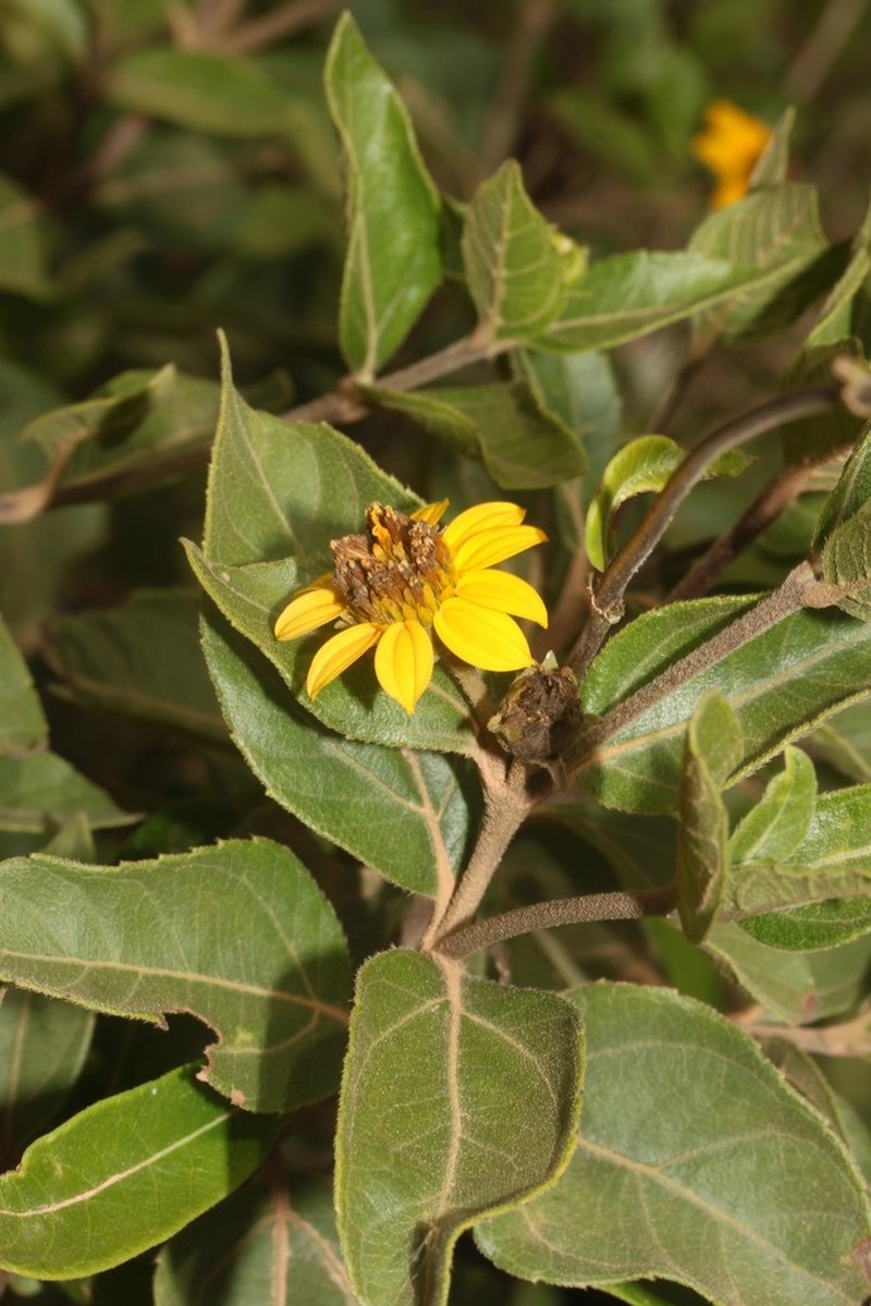 Oyedaea boliviana