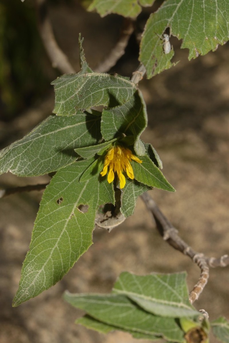 Oyedaea boliviana photo 2