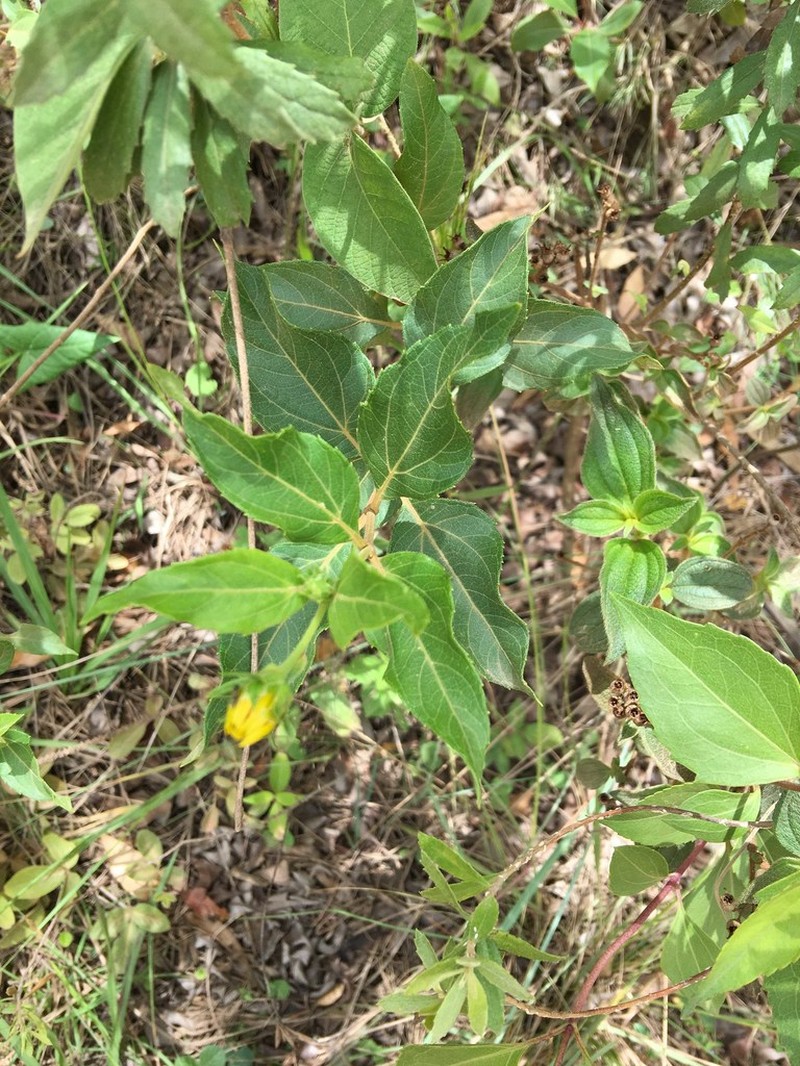 Oyedaea boliviana photo 4