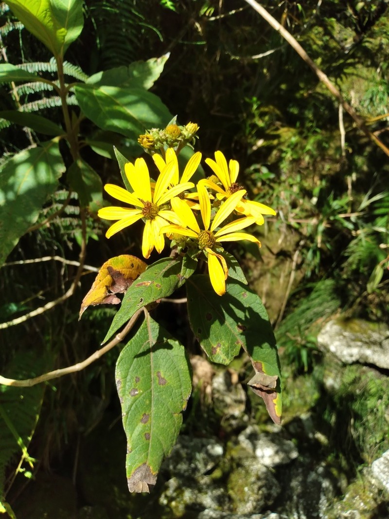 Oyedaea boliviana photo 6