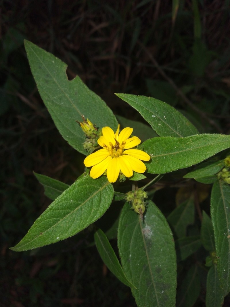 Oyedaea boliviana photo 8