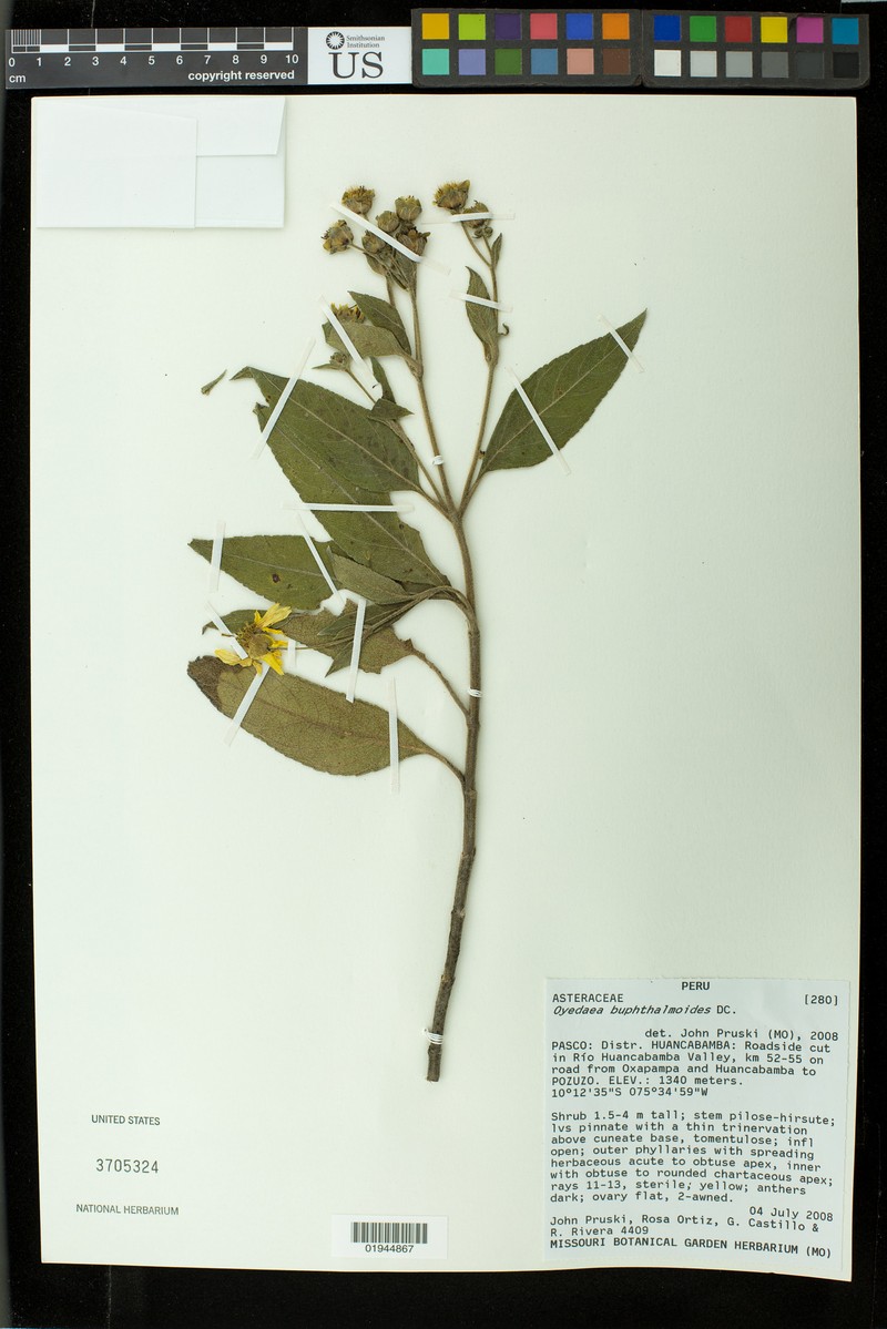 Oyedaea buphthalmoides