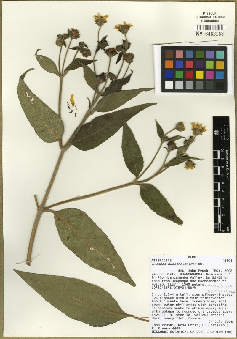 Oyedaea buphthalmoides photo 2