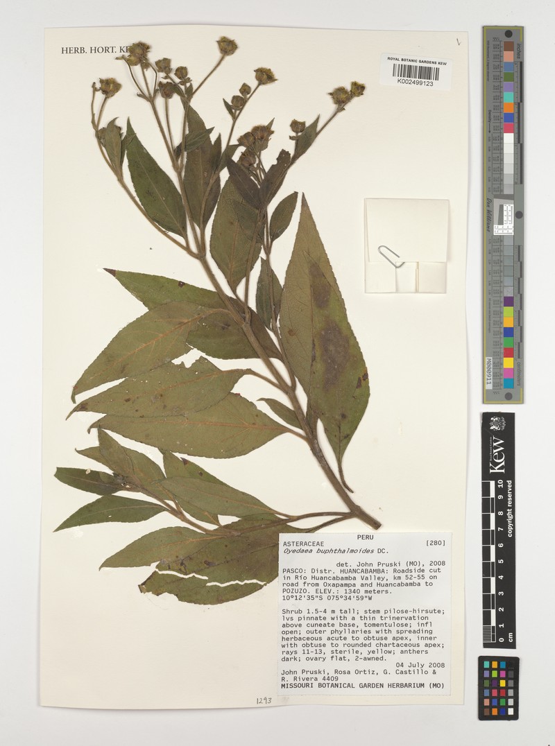 Oyedaea buphthalmoides photo 3