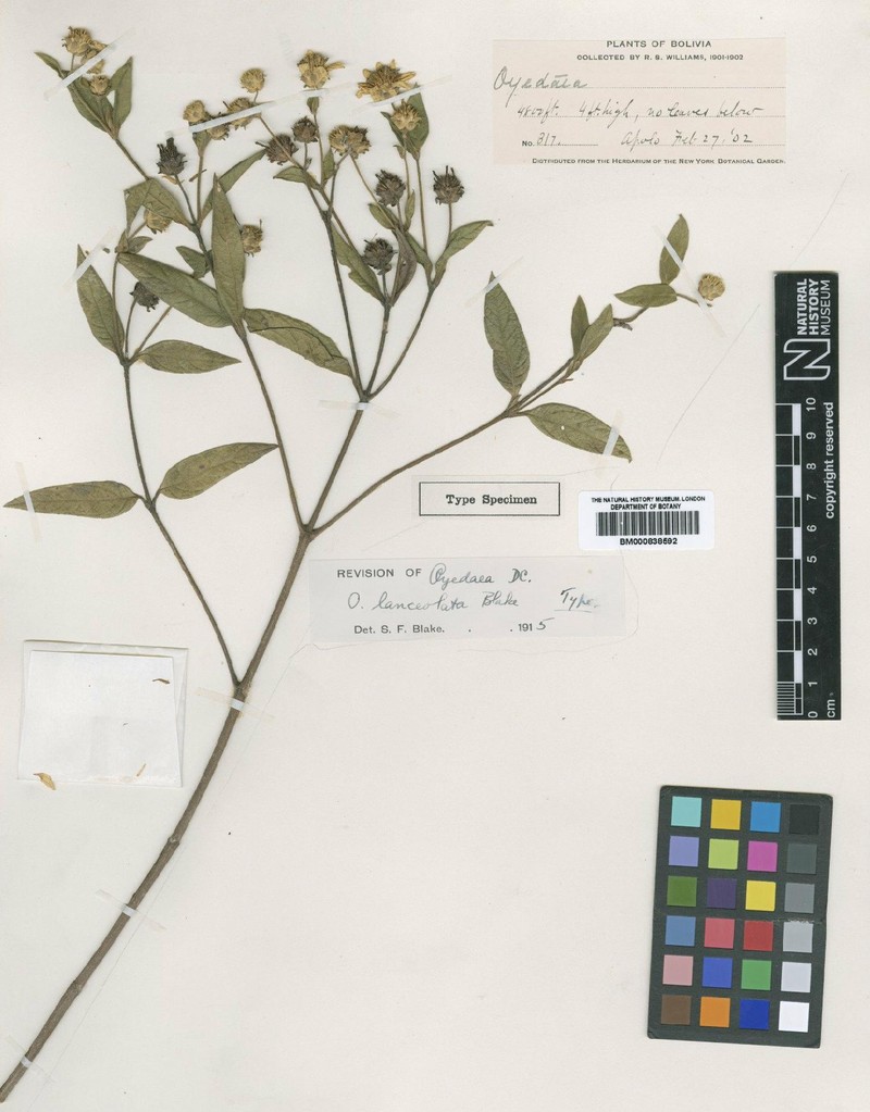 Oyedaea lanceolata