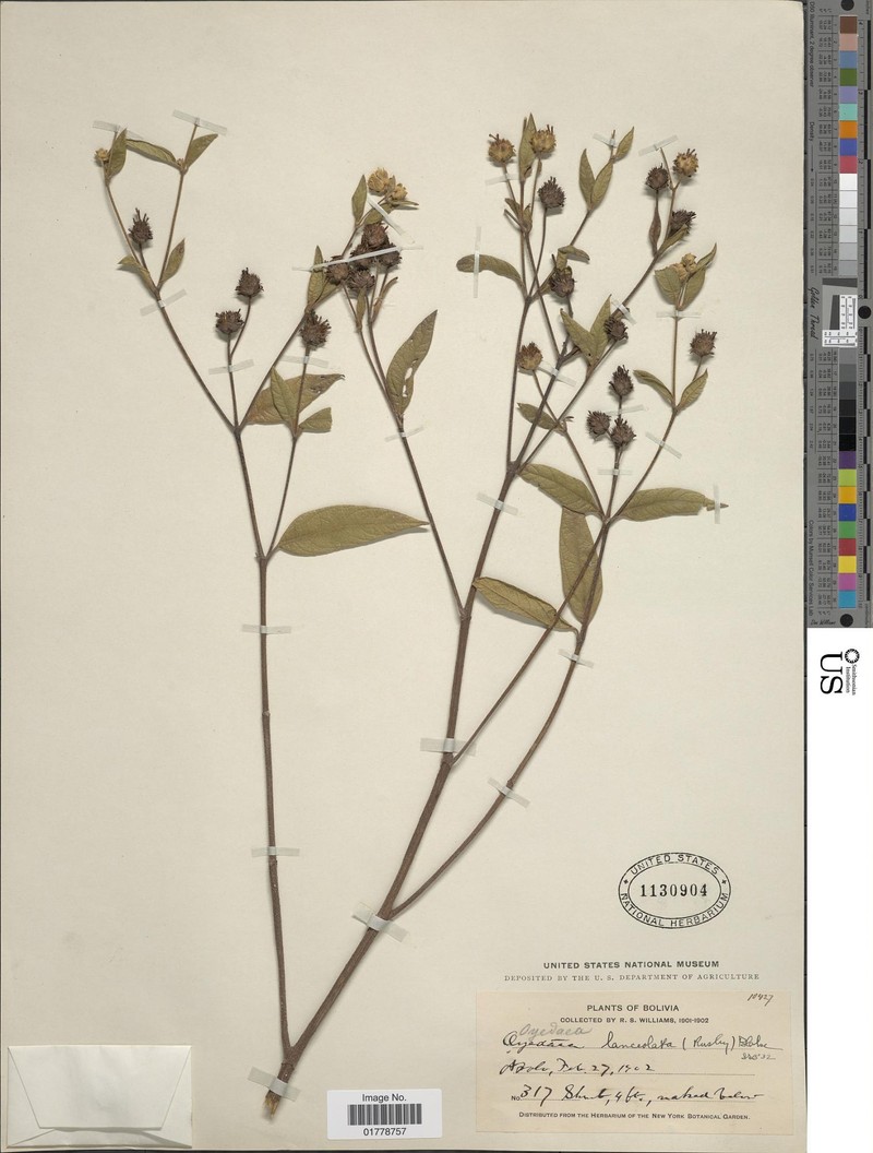 Oyedaea lanceolata photo 2
