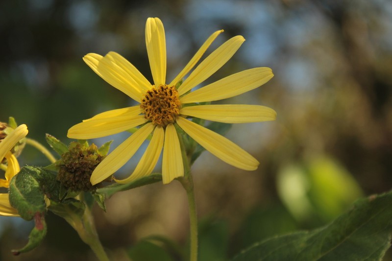 Oyedaea obovata