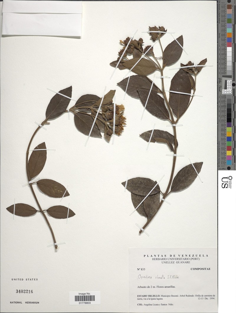 Oyedaea obovata photo 2