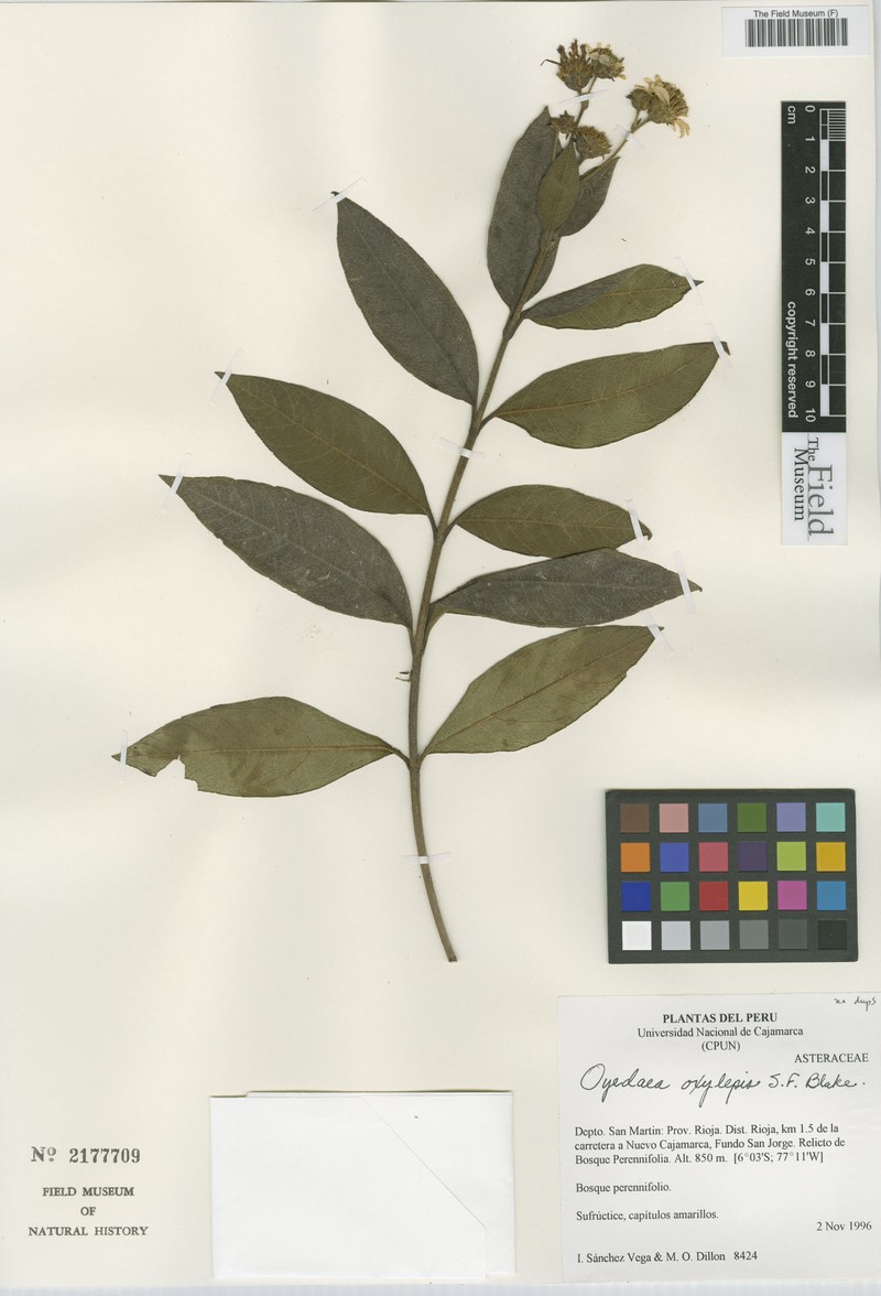 Oyedaea oxylepis
