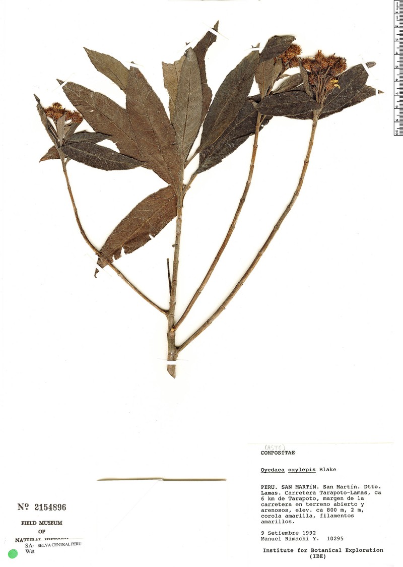 Oyedaea oxylepis photo 2