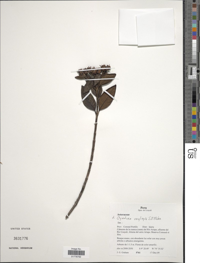 Oyedaea oxylepis photo 3