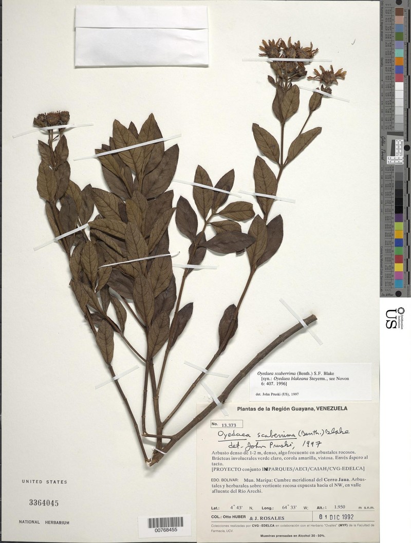 Oyedaea scaberrima