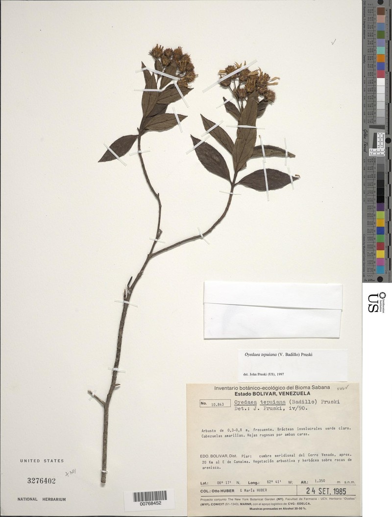 Oyedaea tepuiana