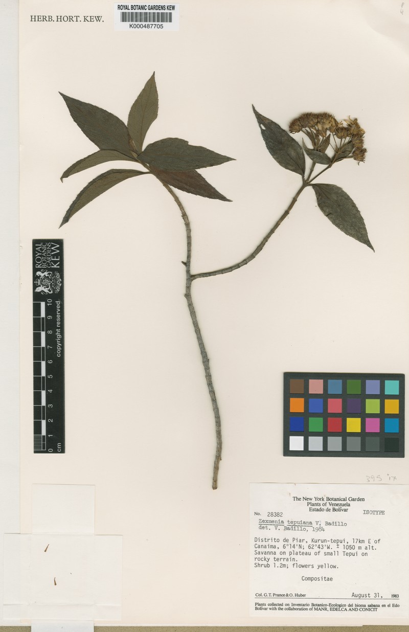 Oyedaea tepuiana photo 3