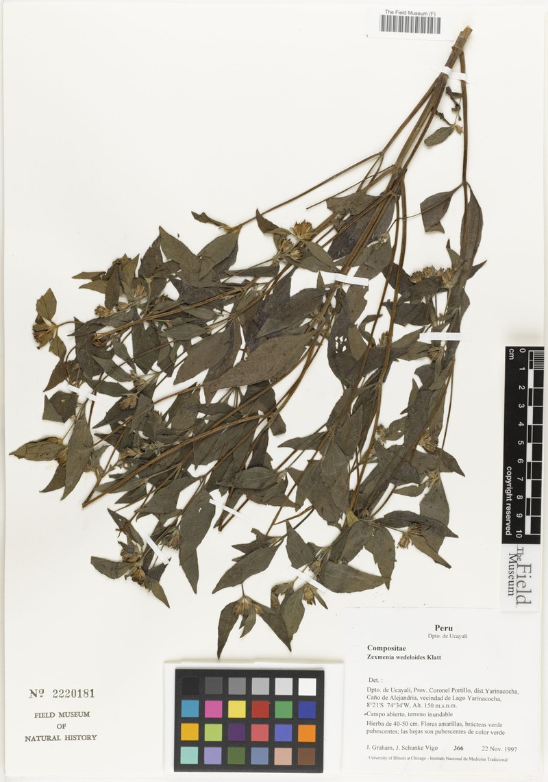 Oyedaea wedelioides