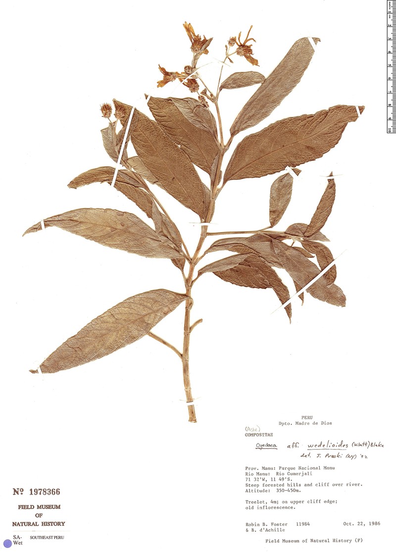 Oyedaea wedelioides photo 3