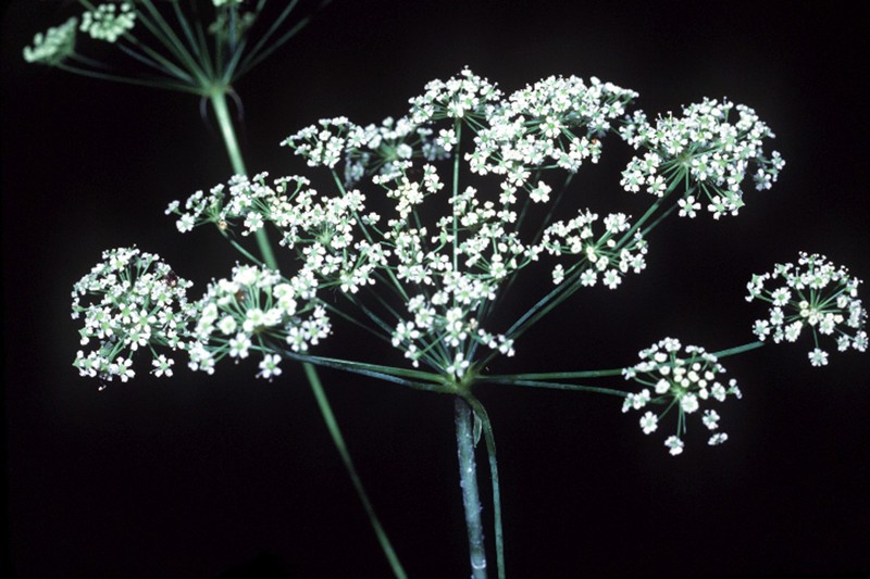 Stiff Cowbane photo 3